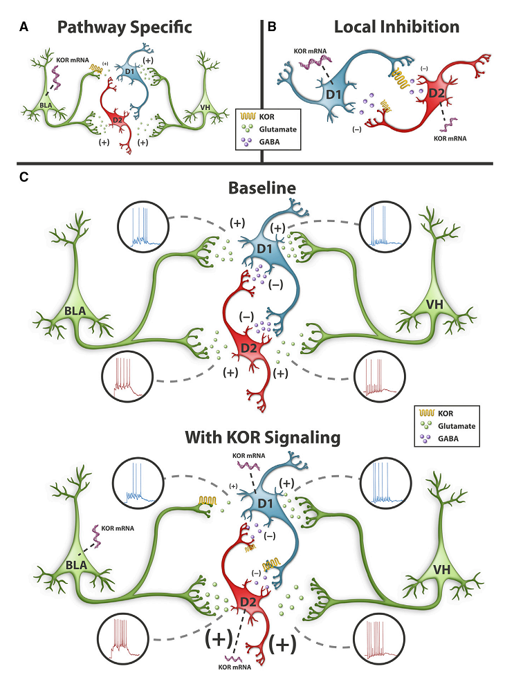 neuron—研究阐明阿片肽受体如何特异性调控腹隔核局部神经环路