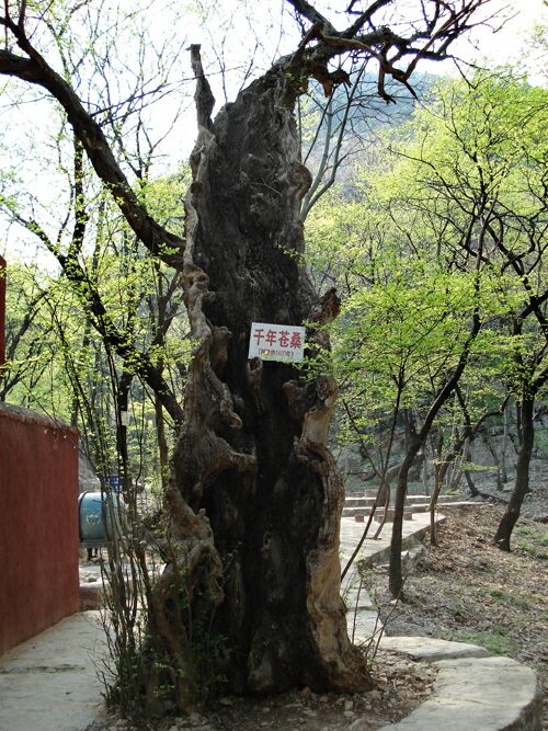 天门寺风景区内有众多千年以上的青檀树