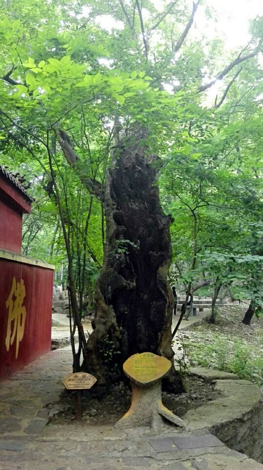 天门风景区内有众多千年以上的青檀树