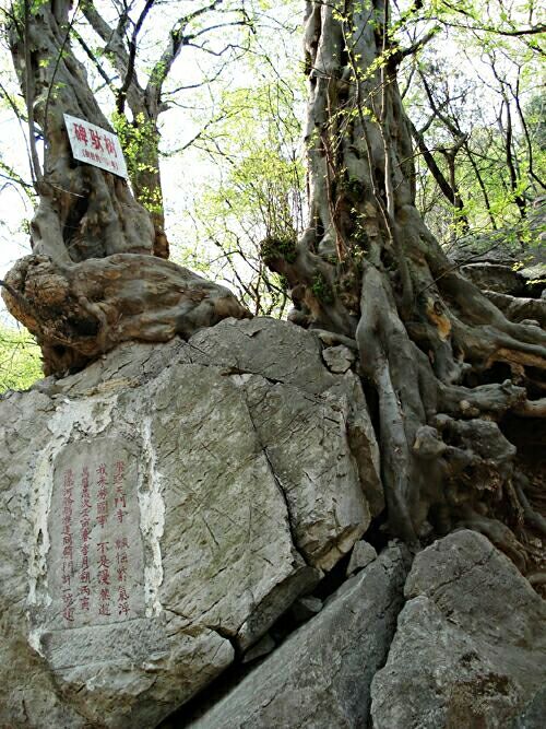 天门风景区内有众多千年以上的青檀树