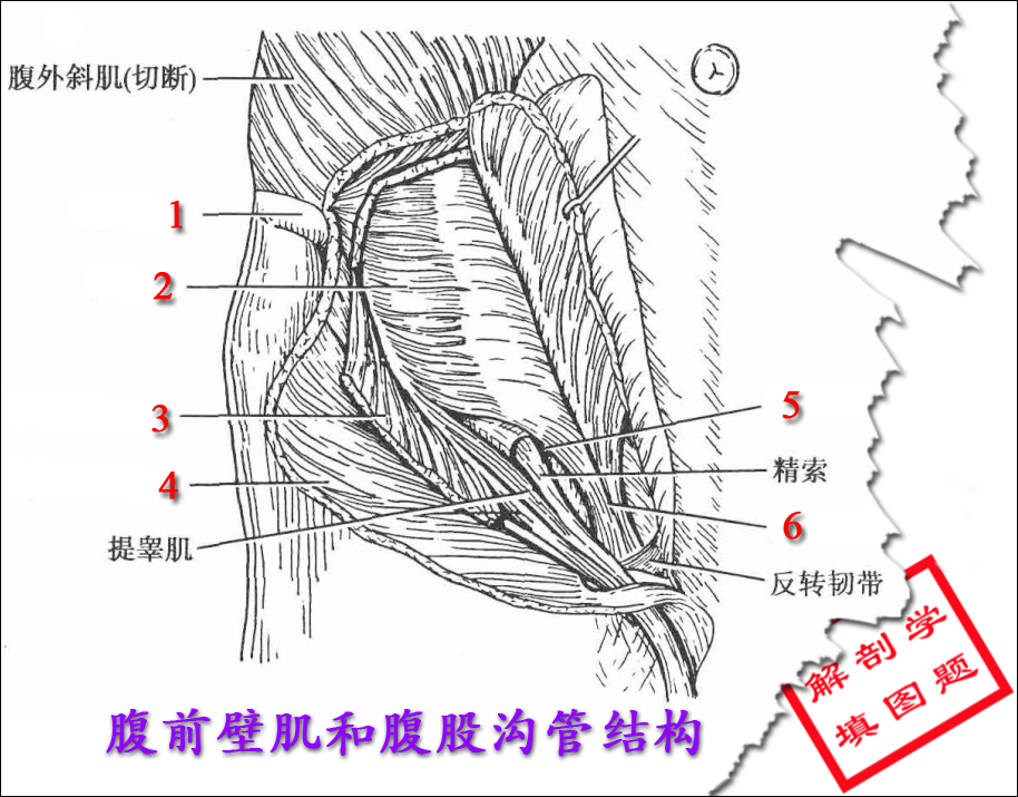 4腹前壁肌和腹股沟管结构