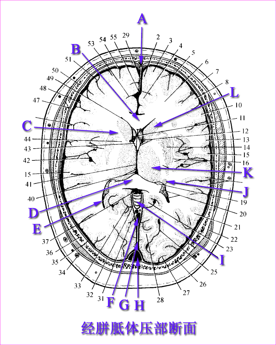 经胼胝体压部断面