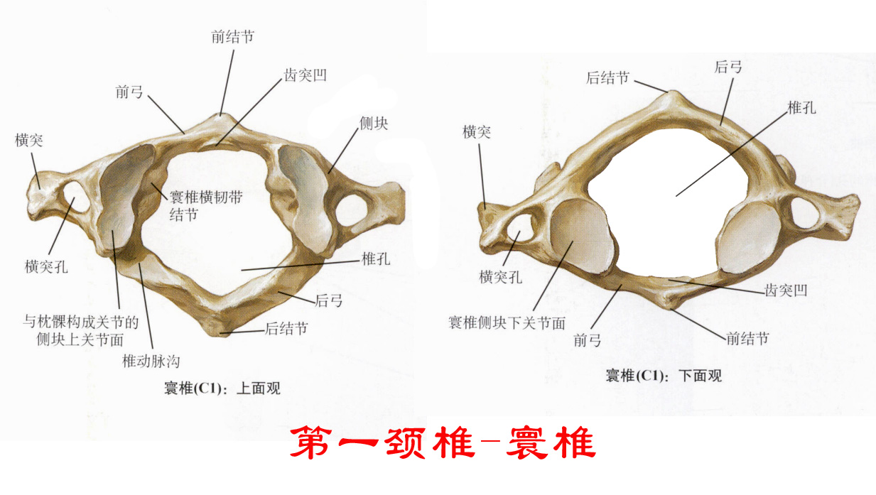 第一颈椎-寰椎