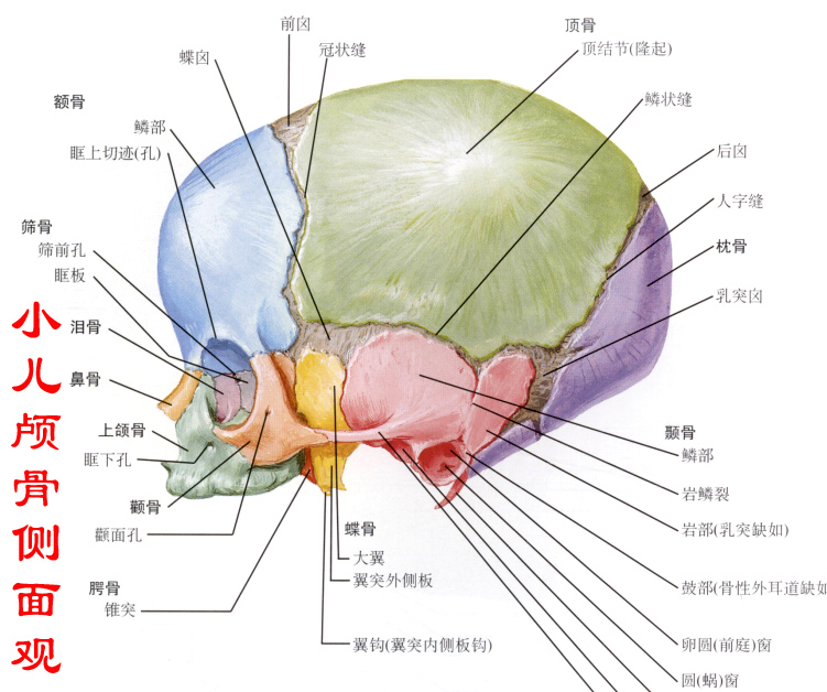 小儿颅骨侧面观