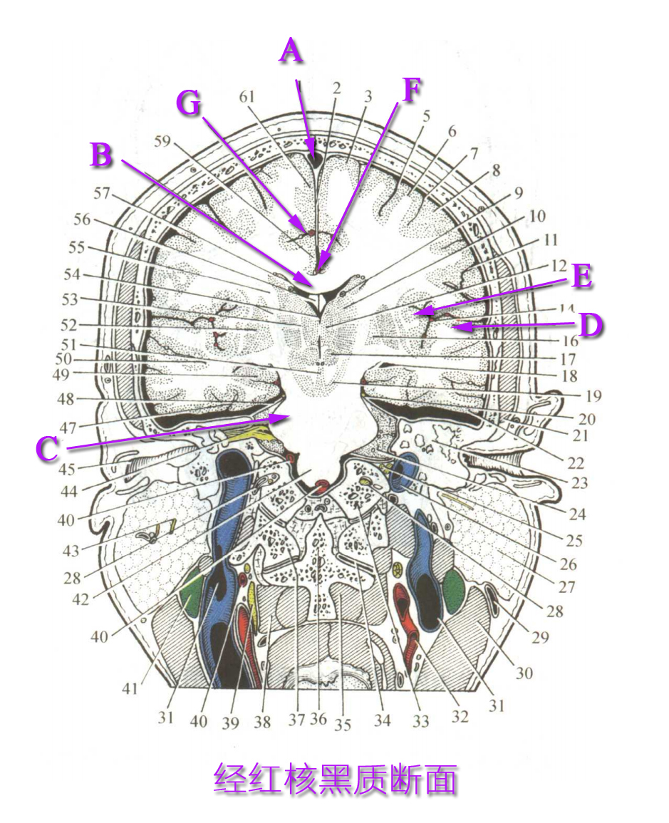 经红核黑质断面