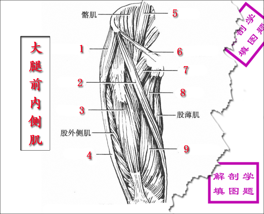 5大腿前内侧肌