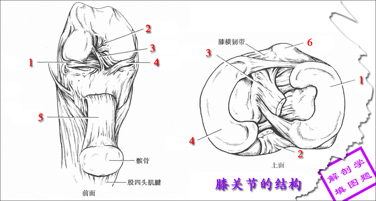 3膝关节的结构