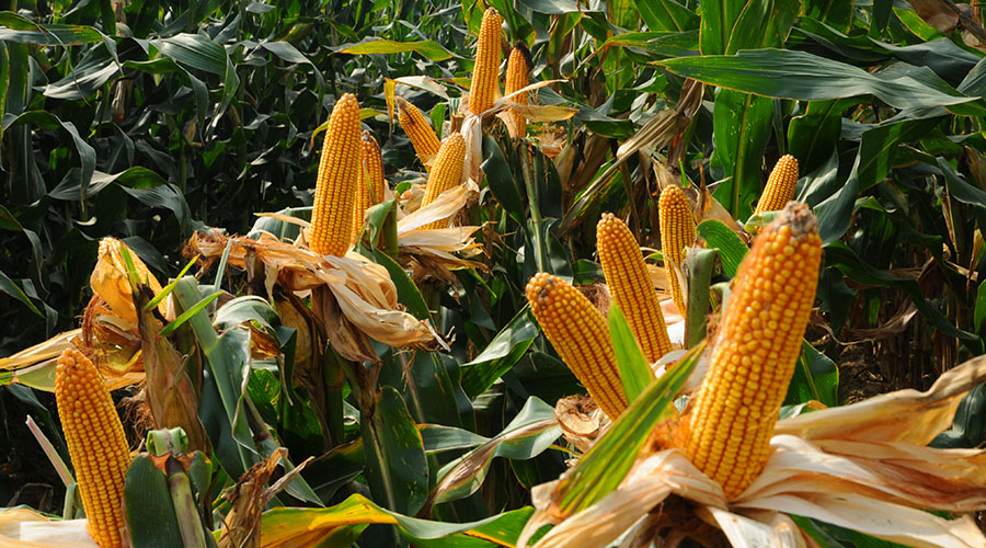 丹玉336玉米种子图片