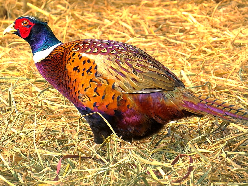 色彩斑斓的野山鸡图片