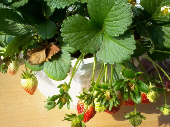 三等奖:草莓盆栽一盆