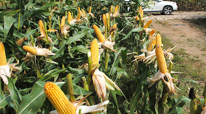 丹玉311玉米图片