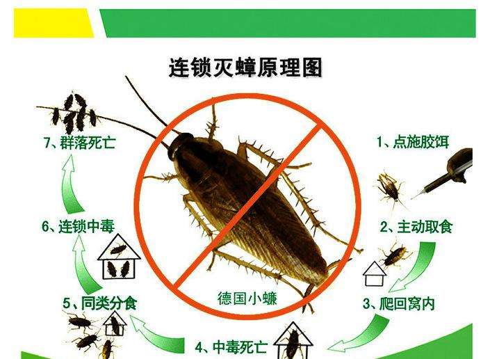 成长阶段蟑螂是渐变态的昆虫,整个生活史包括卵,若虫或成虫3个时期