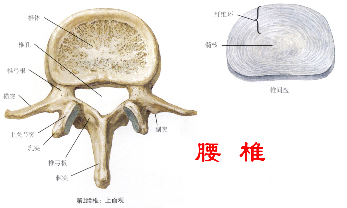 腰椎一