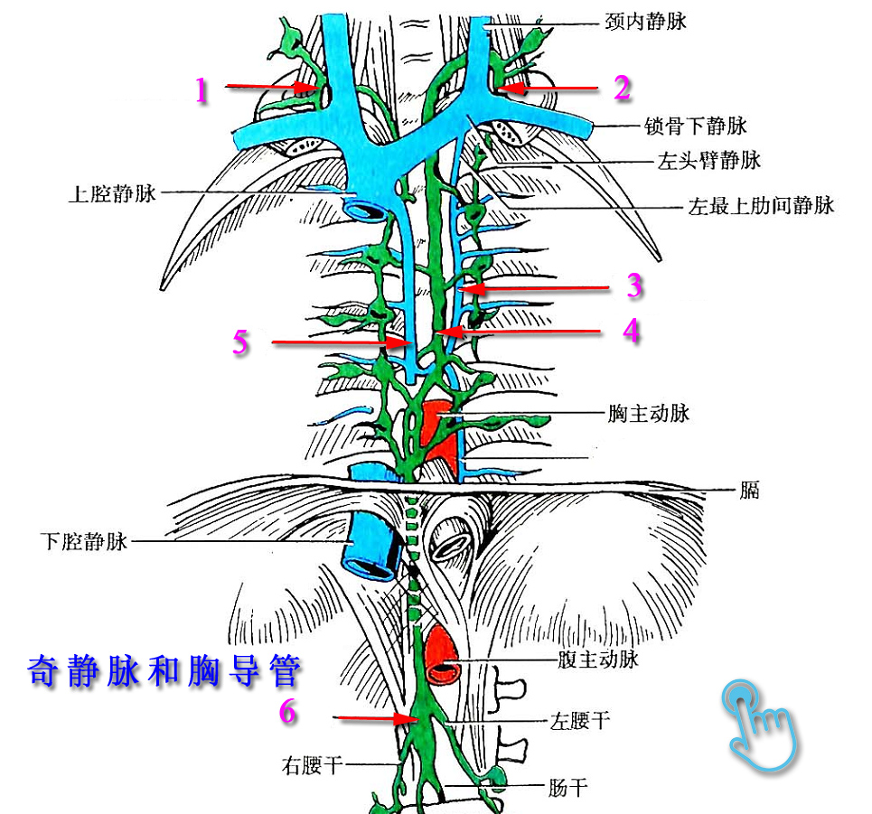 奇静脉弓解剖图片
