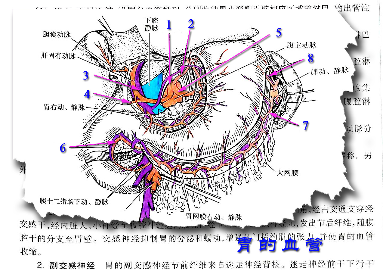 胃左动脉解剖图图片