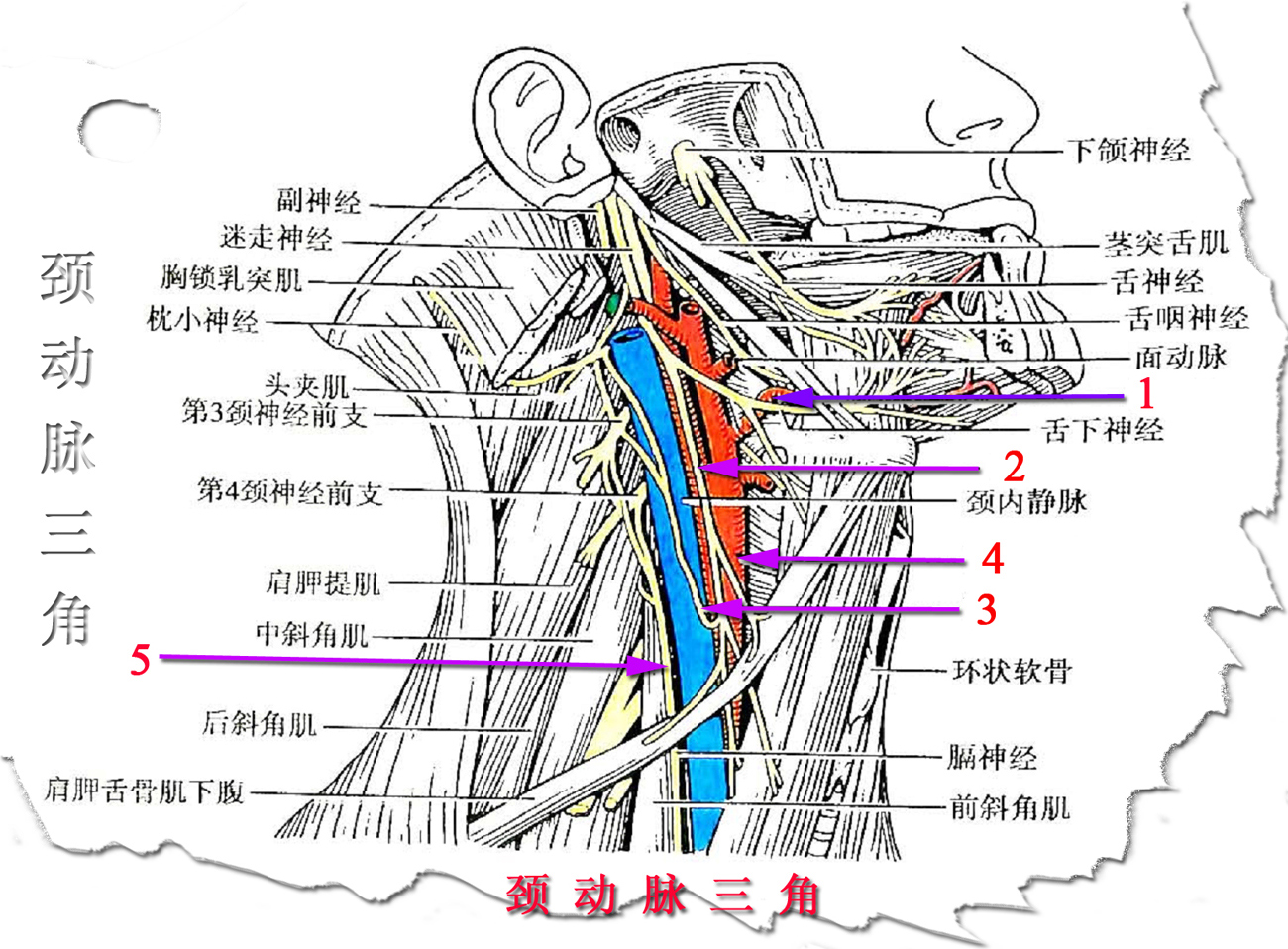 颈部血管解剖图详细图图片