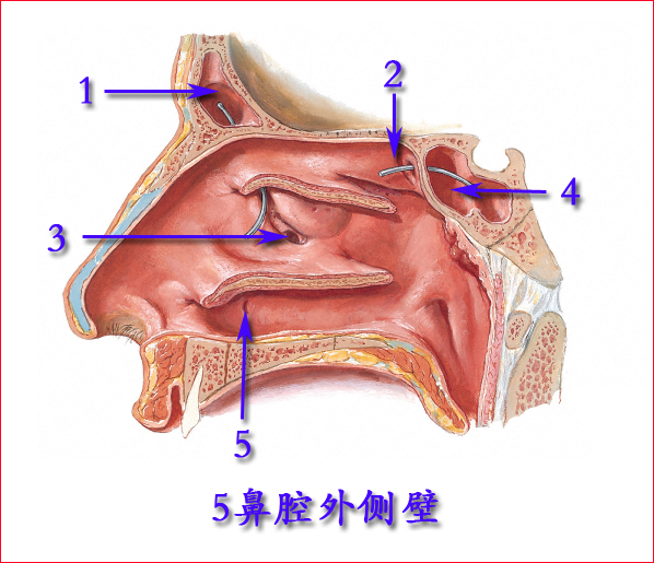 鼻子的结构图外部图片