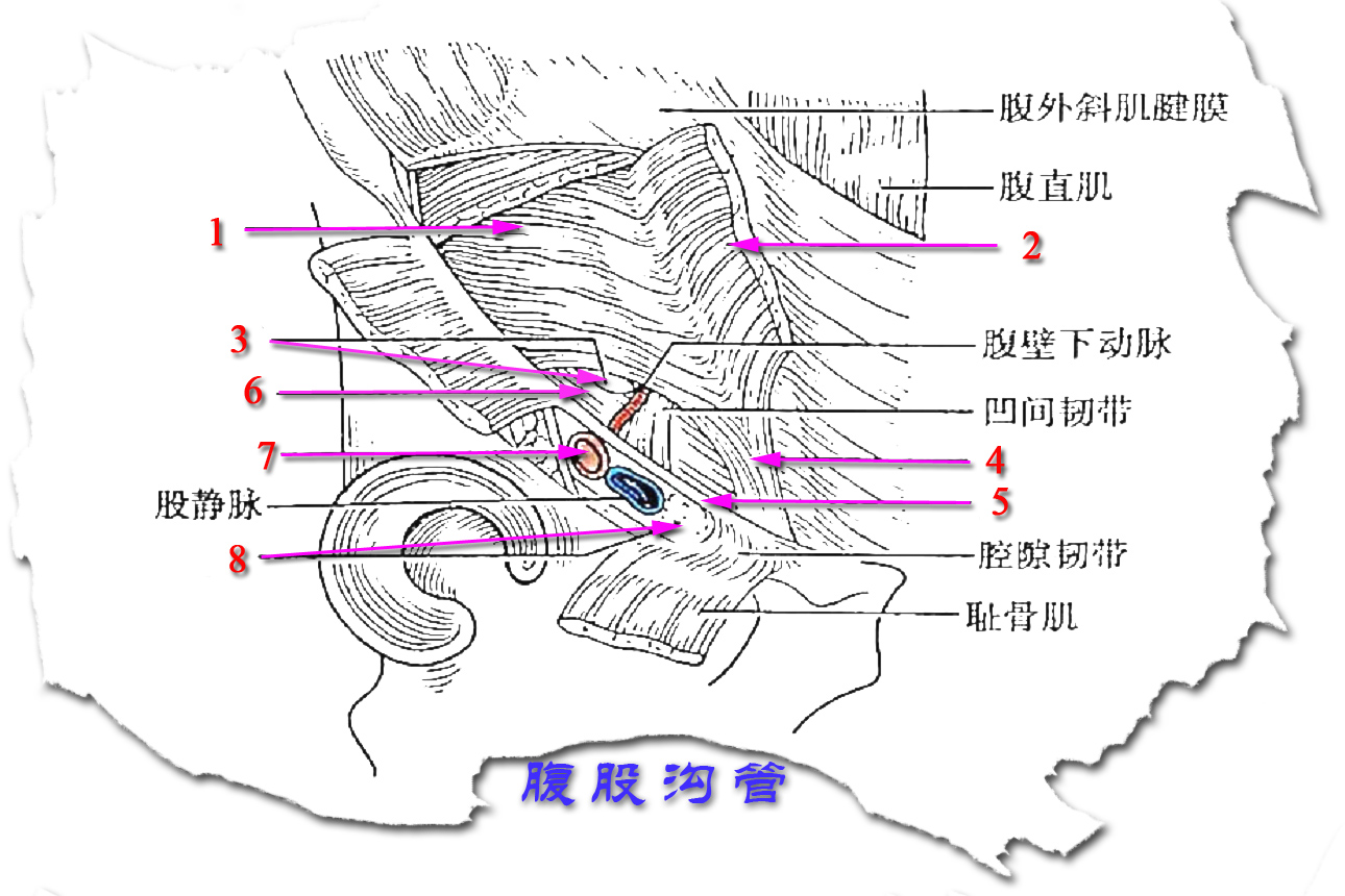 腹股沟管位置图片