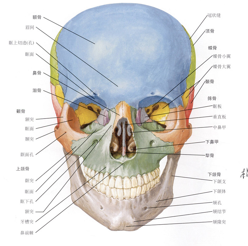 颅骨正面观:颅骨正面观的各骨性名称和标志