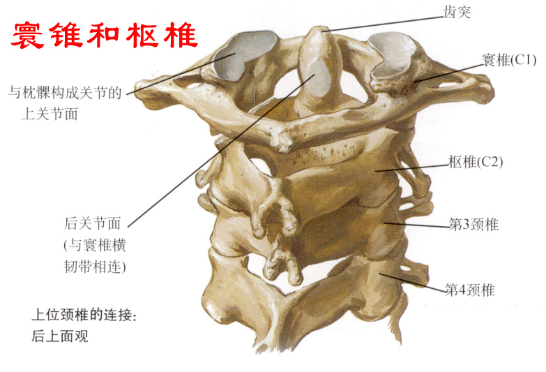 寰锥和枢椎