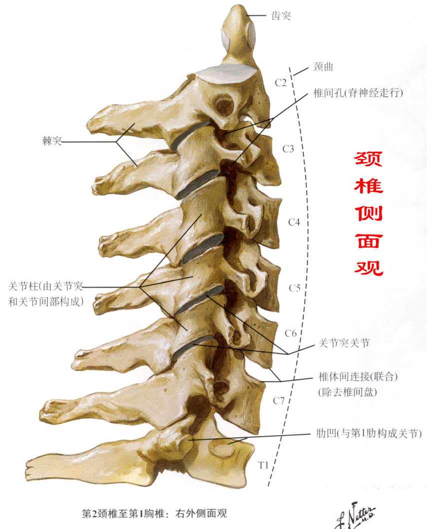 颈椎结构图片三维图图片
