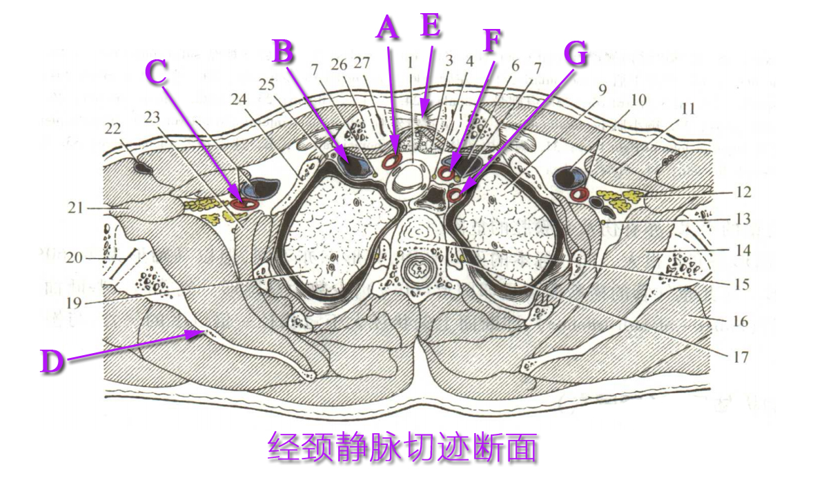 经颈静脉切迹断面