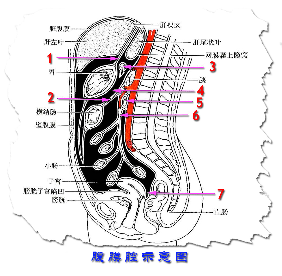 腹膜腔解剖图图片