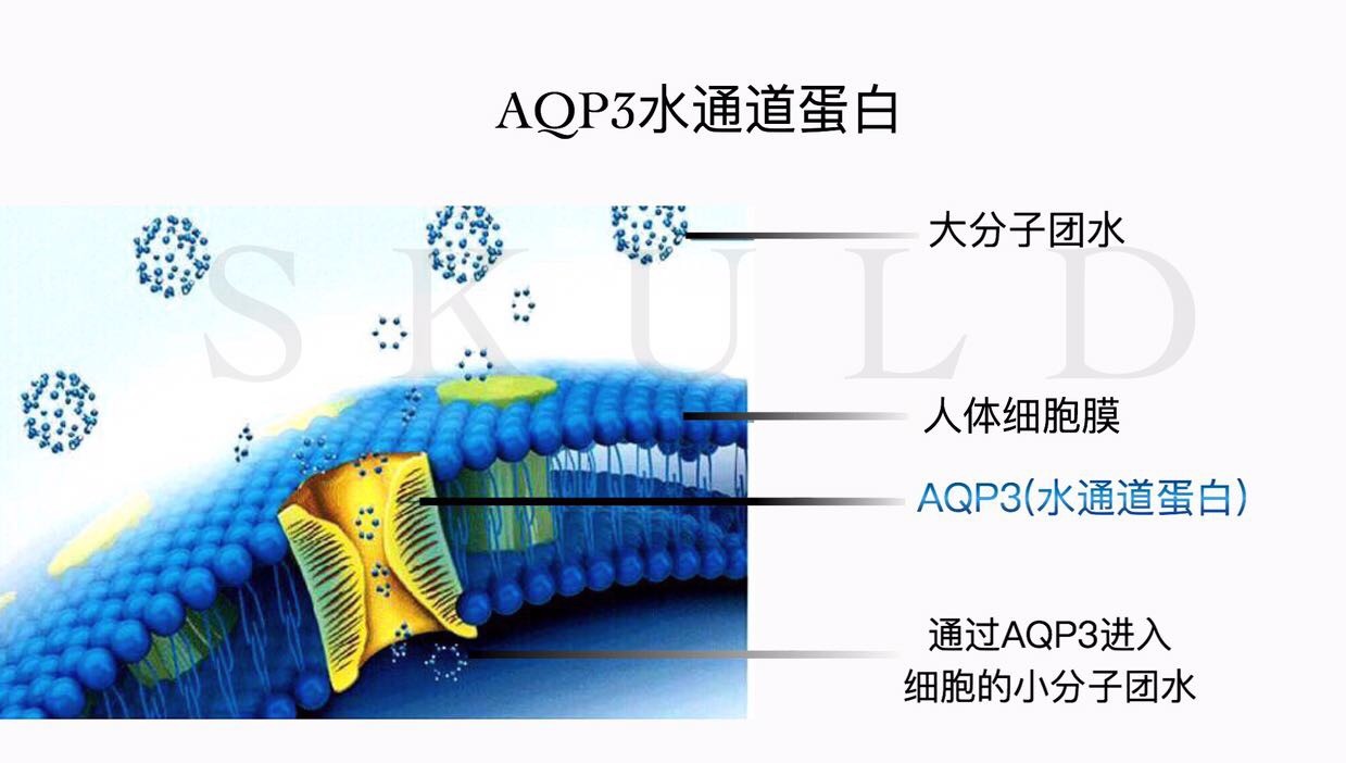 aqp3水通道蛋白